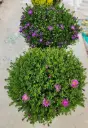 Aster dumosus XL Pot P23 cm