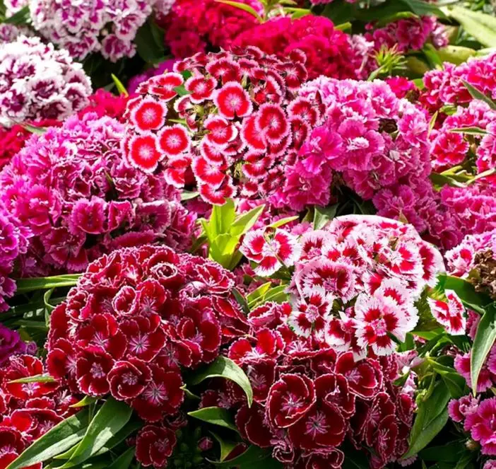 Dianthus barbatus variés P19 ** oeillet de poète **