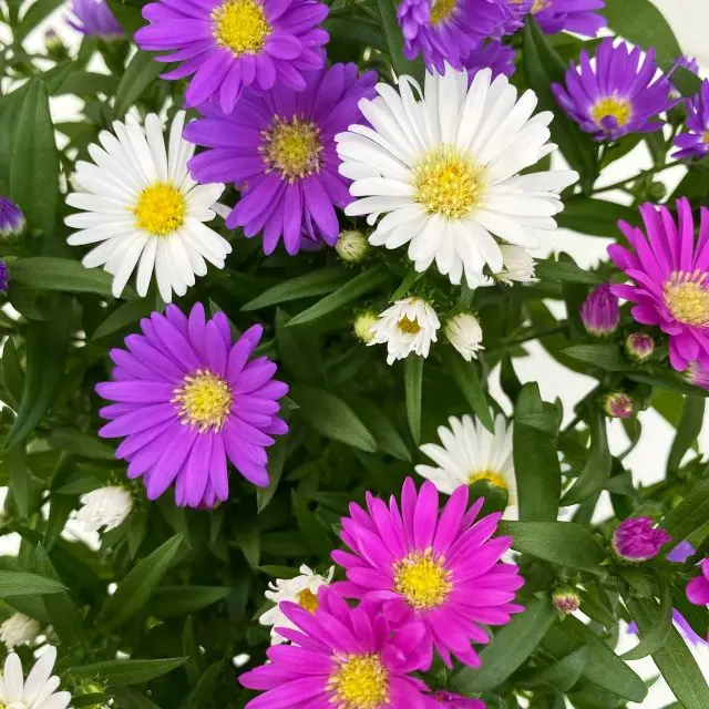 [135565] Aster Trio Pot P11 cm mix