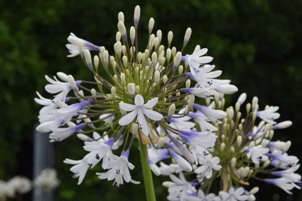 Agapanthus Julien® Pot P17 ** Colori rare ** Agapanthe **