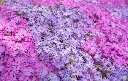 Phlox subulata mix p13