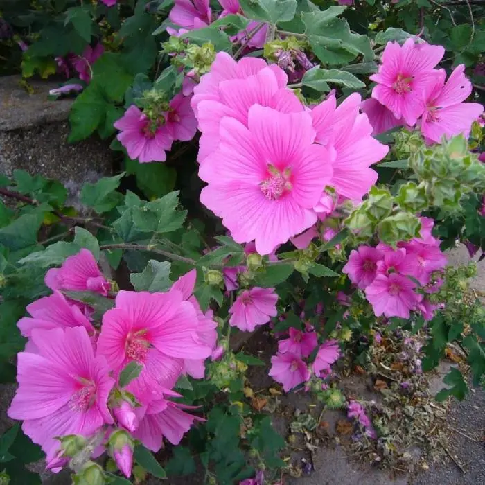 Lavatera Bredon Springs Pot C3Litres