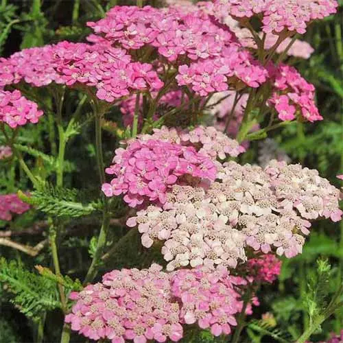 Achillea millefolium Pink Pot P14