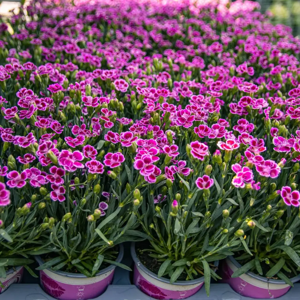 Dianthus Pink Kisses Pot P12-13 cm - Oeillet nain vivace