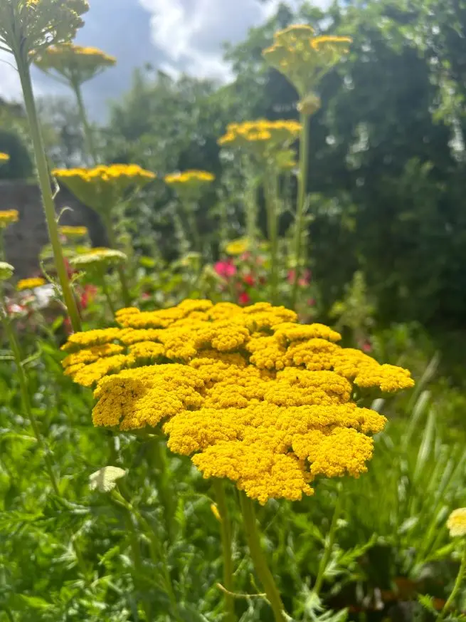 Achillea millefolium Yellow Pot P17