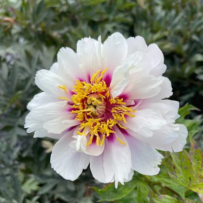 [130266] Paeonia itoh Cora Louise XXTRA Pot C5.5Litres ** Pivoine **