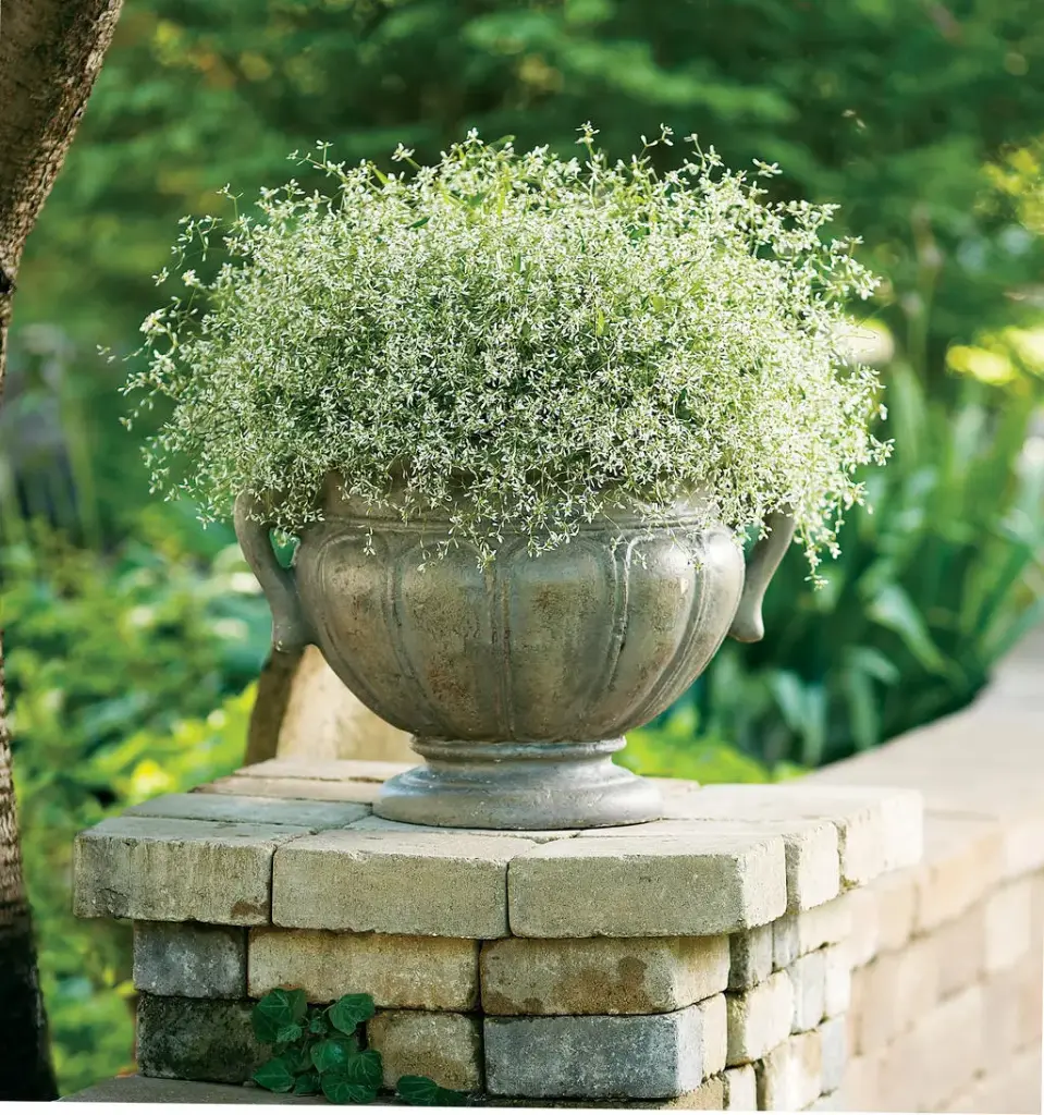 [108401] Euphorbia Diamond Frost Pot P12-13cm