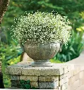 Euphorbia Diamond Frost Pot P12-13cm