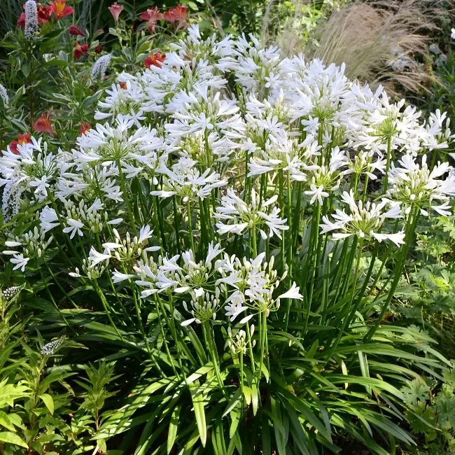 Agapanthus Petit Eskimo Pot P19 ** Agapanthe **