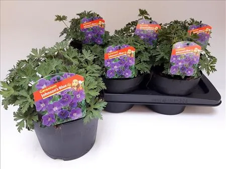 [125783] Geranium johnsons blue p17