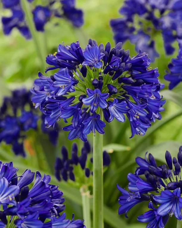 Agapanthus Amourette Schocking Blue Pot P17 cm ** Agapanthe **