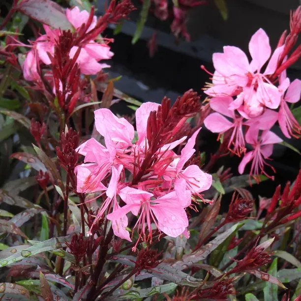 Gaura lindheimeiri Gaudi Medium Pink Pot P23 cm XL ** Plus compact **