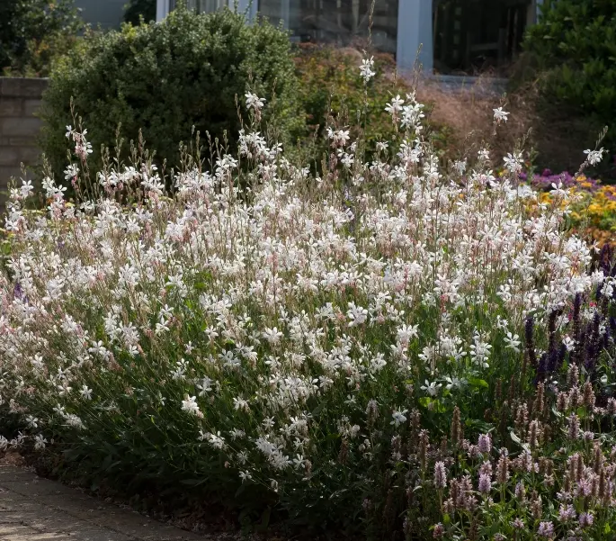 Gaura lindheimeiri Gaudi White Pot P23 cm XL ** Plus compact **