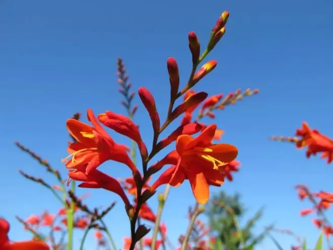 Crocosmia Babylon Pot P13 cm