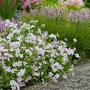 Geranium Dreamland Pot C2 - Vivace