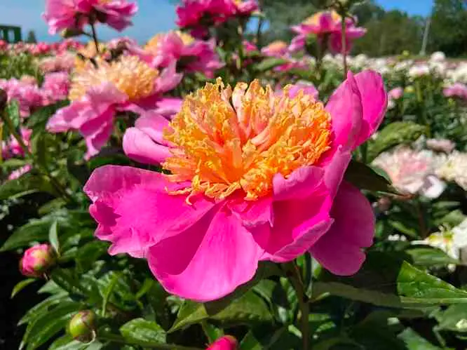 [107070] Paeonia lactiflora Doreen Pot C5 ** Pivoine **