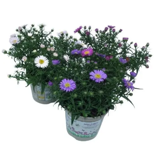 Aster variées Pot P10-12 cm - Plantes vivaces