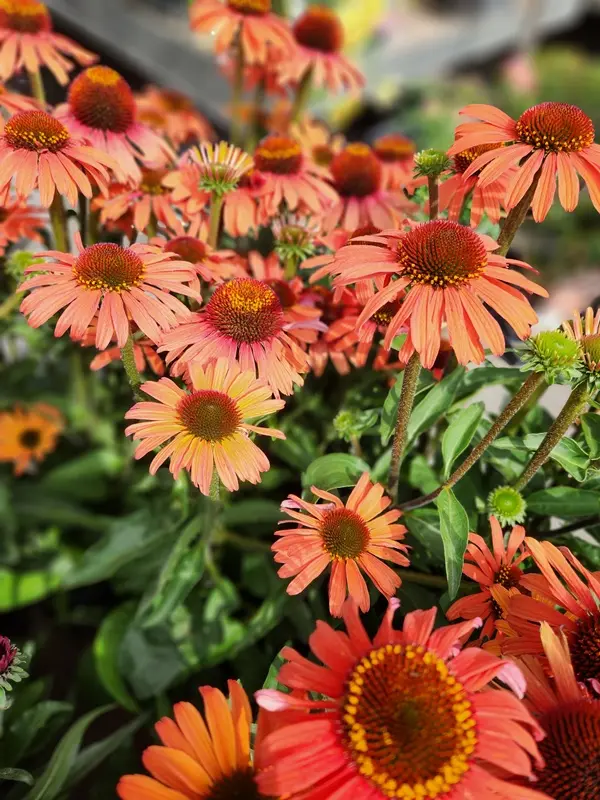 Echinacea purpurea Lakota Orange XL Pot P23 cm