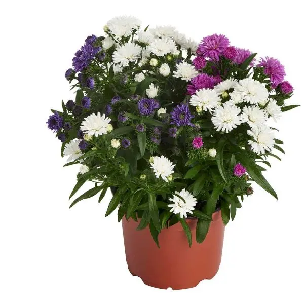 Aster Showmaker Quattro Pot P19 cm