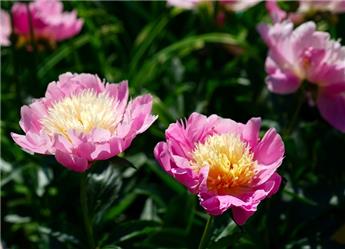 [107073] Paeonia lactiflora Bowl of Beauty Pot C2.5Litres ** Pivoine **