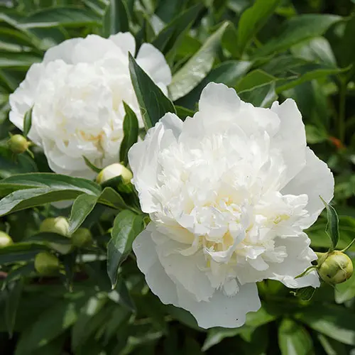 [124471] Paeonia lactiflora Duchesse de Nemours Pot C5 ** Pivoine **