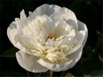 [144403] Paeonia lactiflora Immaculee Pot C2.5Litres ** Pivoine **