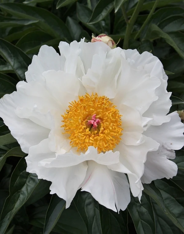 [107065] Paeonia lactiflora Krincled White Pot C5 ** Pivoine **