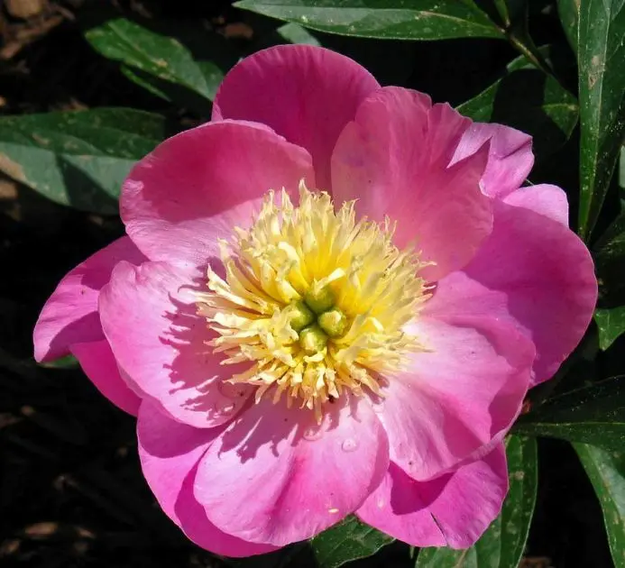 Paeonia lactiflora Wladislava Pot C5