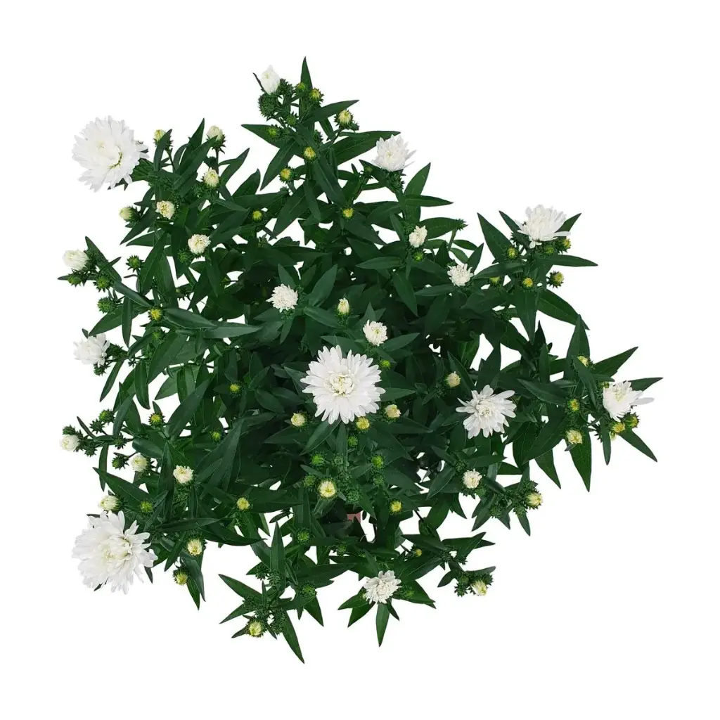 Aster Showmaker Snow White Pot P14 cm