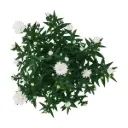 Aster Showmaker Snow White Pot P14 cm