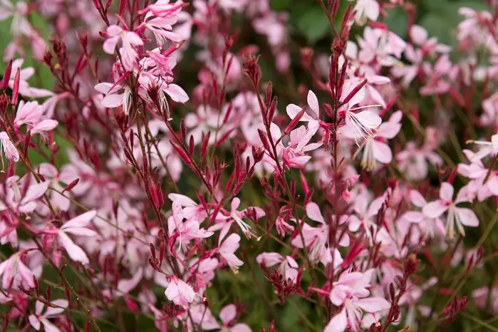 Gaura Siskiyou Pink Pot C3Litres XL