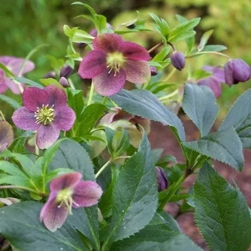 [137939] Helleborus orientalis Victoria Pot P17 cm