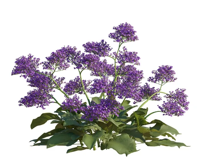 Limonium vulgaris Salt Lake Pot P17 cm