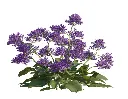 Limonium vulgaris Salt Lake Pot P17 cm