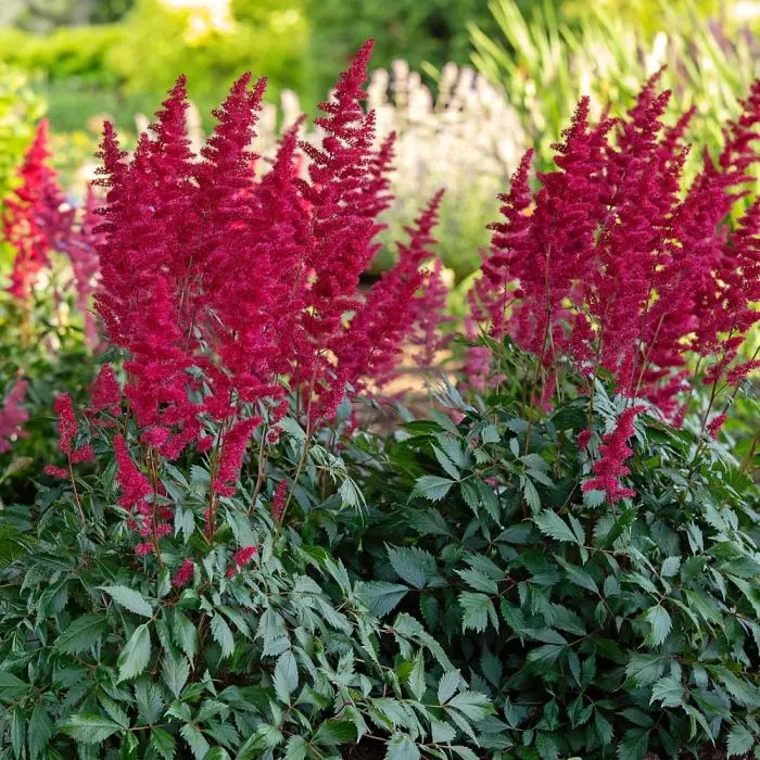 Astilbe arendsii Fanal Pot P20 cm