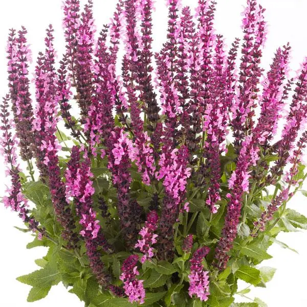 Salvia nem. Sensation Deep Rose ® Pot P13 cm