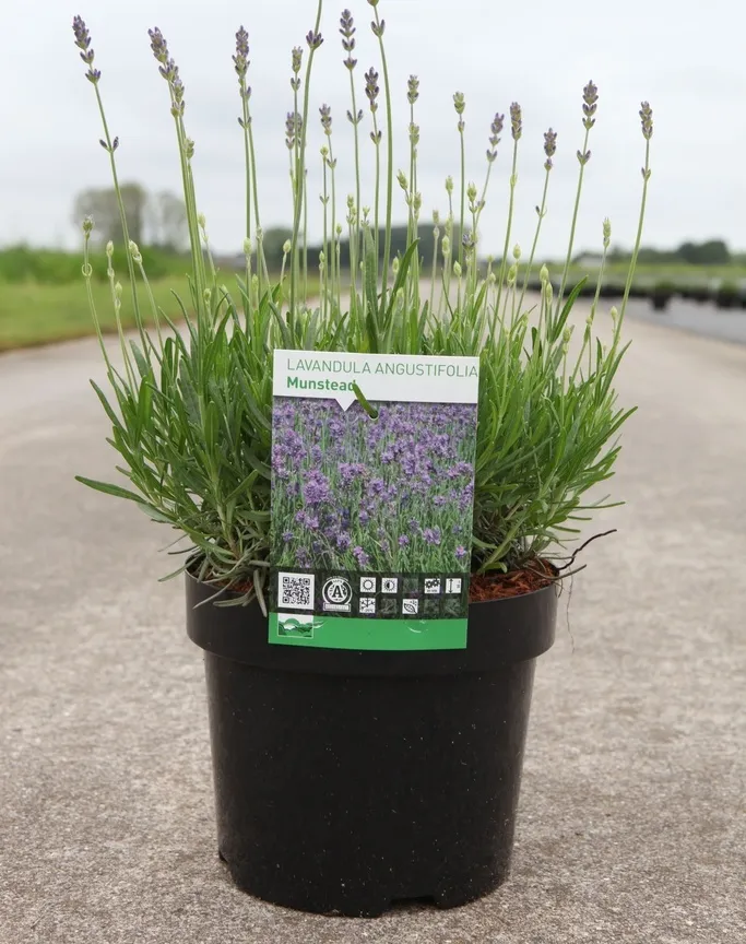 Lavandula Munstead XXL Pot C3.6Litres XXTRA - Lavande