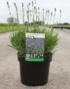 Lavandula Munstead XXL Pot C3.6Litres XXTRA - Lavande