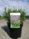 Lavandula Munstead XXL Pot C3.6Litres XXTRA
