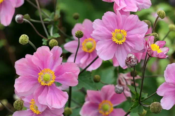 Anemone japonica Alando Rose Pot P19 cm