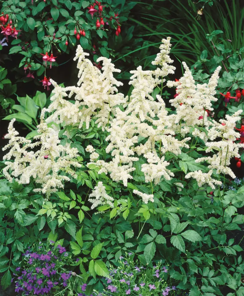 [125678] Astilbe japonica Washington Pot C3.6L
