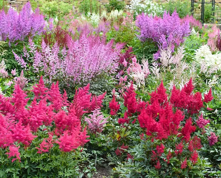 Astilbe mix variés Pot P15cm