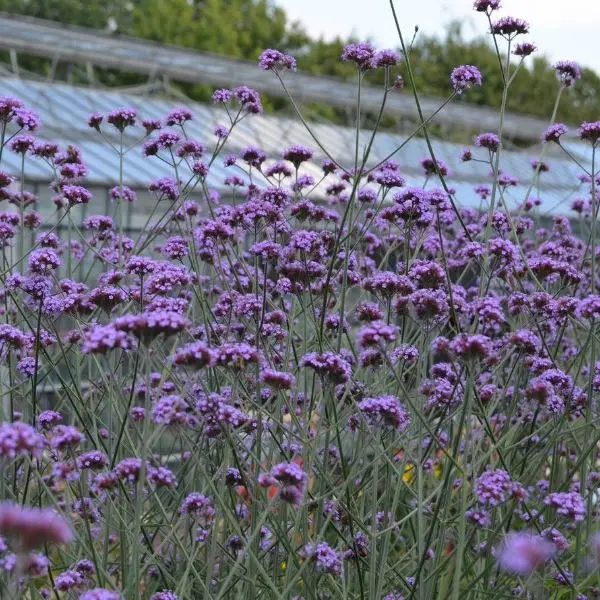 Verbena bonariensis Vanity Pot C3 - Verveine de Buenos Aires