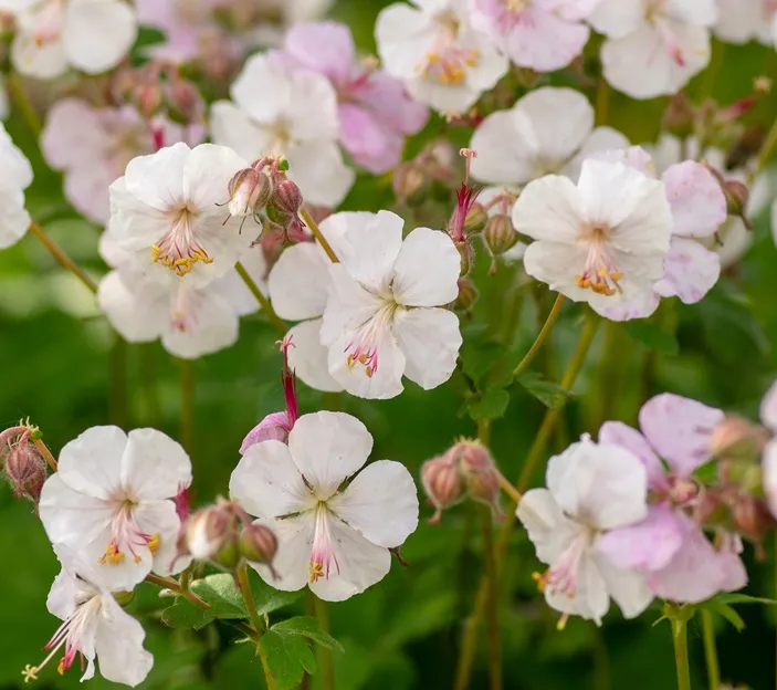 [125997] Geranium cantabrigiense Biokovo Pot P17 cm- Vivace
