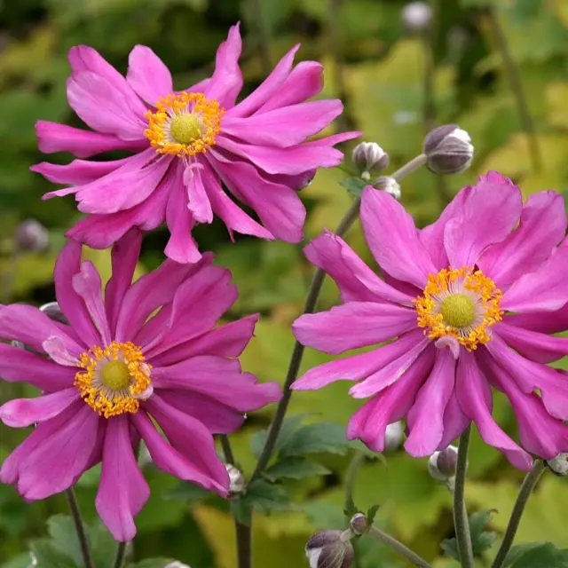 Anemone hupehensis Prinz Heinrich Pot P19
