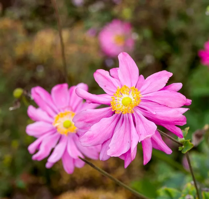 Anemone Japonica Bressingham Glow Pot P17