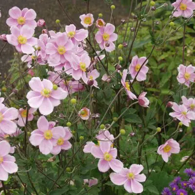 Anemone Konigin Charlotte Pot 19 cm