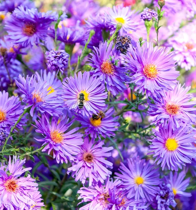 [130505] Aster n-b Marie Ballard Pot C2 litres