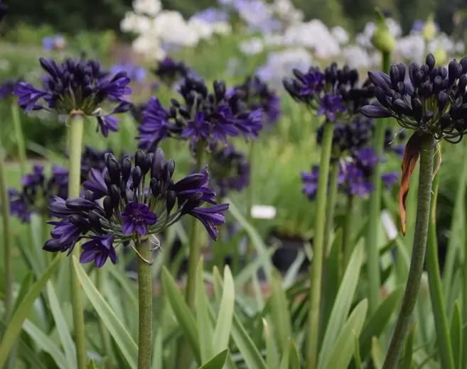 Agapanthus Royal Velvet Pot P17 ** Agapanthe **