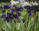 Agapanthus Royal Velvet Pot P17 ** Agapanthe **